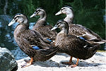 Blue Heron Editons, www.blueheroneditions.com