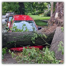 Felled Tree, Poor Car